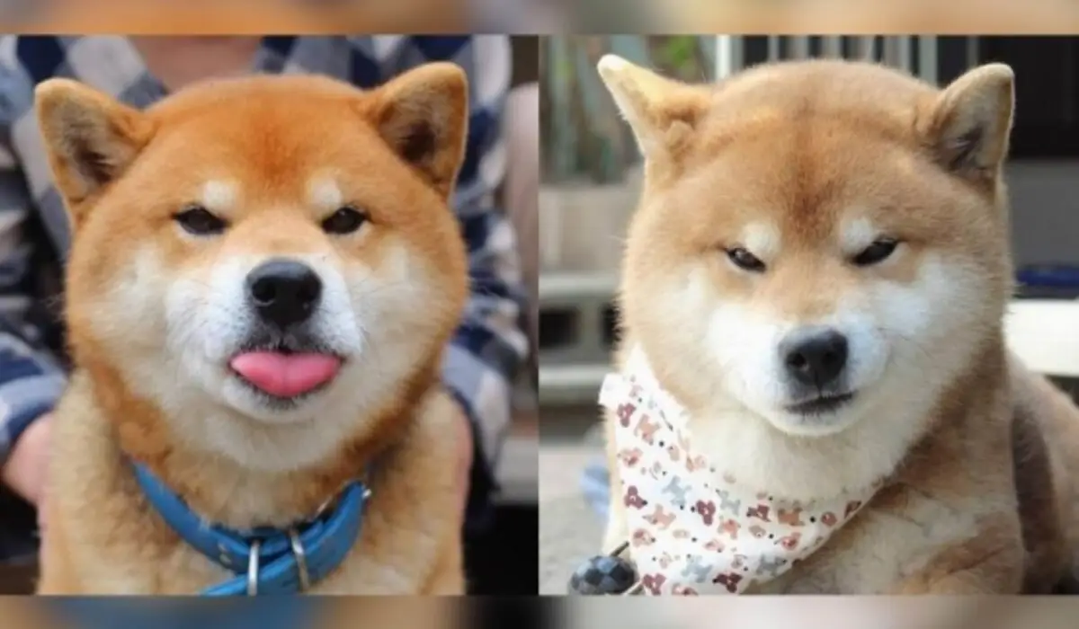 Mengungkap Beragam Ekspresi Anjing