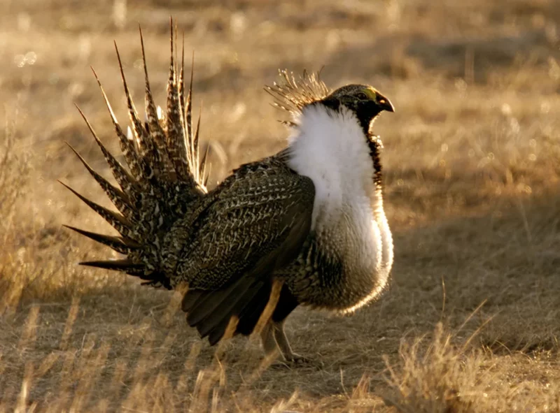 Leslie Will The Sage Grouse Win The West