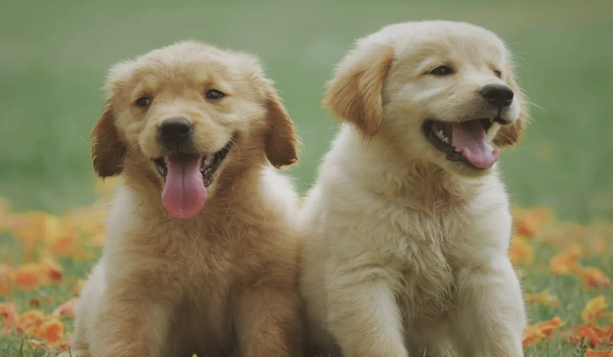 Arti Ekor Anjing