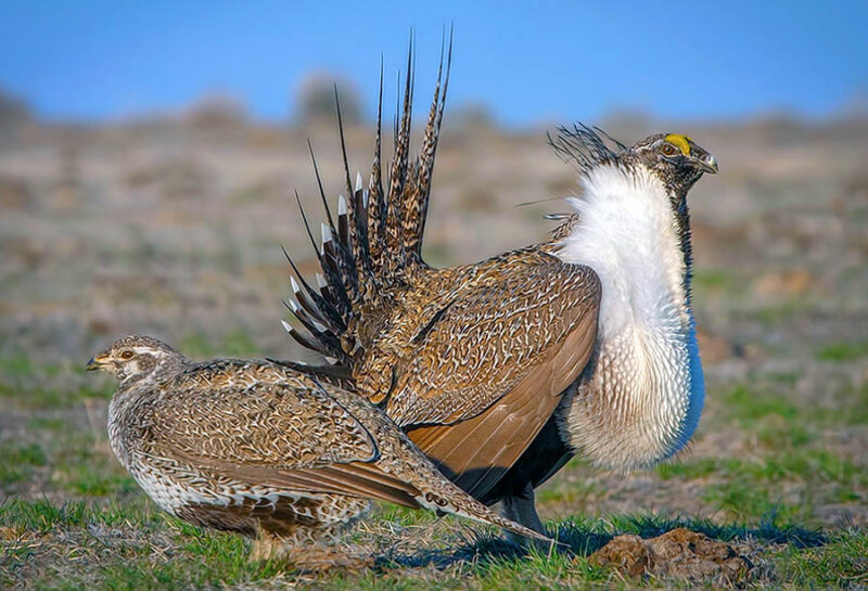 Greater Sage Grouse Pair Aw Jpg