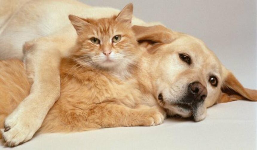 Anjing dan Kucing