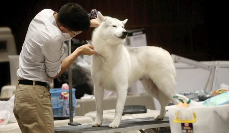 Mengungkap Arti Ekor Anjing: Ketahui Bahasa Tubuh 6 Https Asset.kgnewsroom.com Photo Pre 2019 02 22 1c4183fd 31e3 426f 9145 216a82ad84b3 Jpg 1