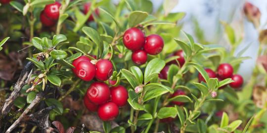 Lingonberry Buah Asal Swedia Yang Ampuh Turunkan Tekanan Darah