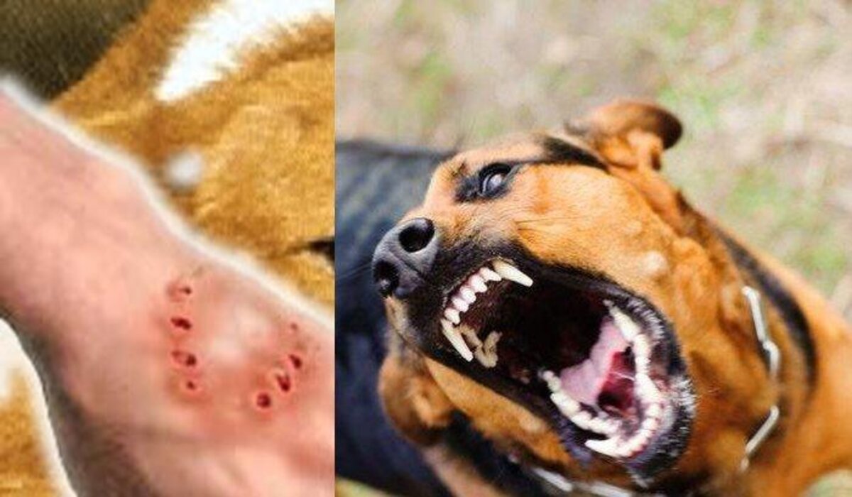 Anjing yang Terkena Rabies