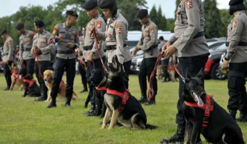 Ketahui 5 Fakta Menarik Tentang Anjing Pelacak 11 1 Polisi Satwa Ikut Pengamanan Ktt G20 Di Bali Ilustrasi Anjing Pelacak Polisi 1