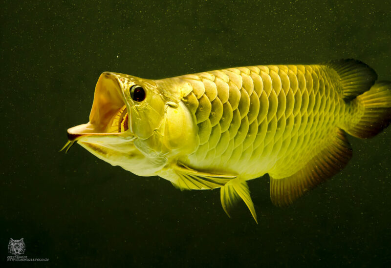 15 Ikan Hias Termahal di Dunia yang Menghiasi Rumah Anda 8 19299890750 0c6b45ca59 O