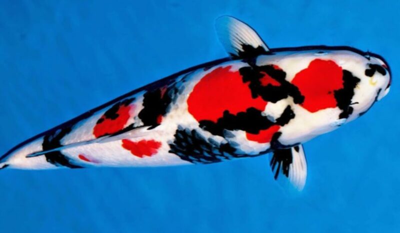 15 Ikan Hias Termahal di Dunia yang Menghiasi Rumah Anda 19 36cc95f8 Cfe8 45b1 Af6e 5a0e3239003d 3964475105 1
