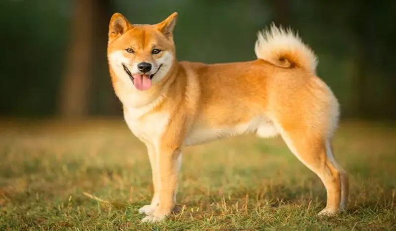 Mengungkap Makna Beragam Ekspresi Wajah Anjing 10 609ba67f4bbc7 1