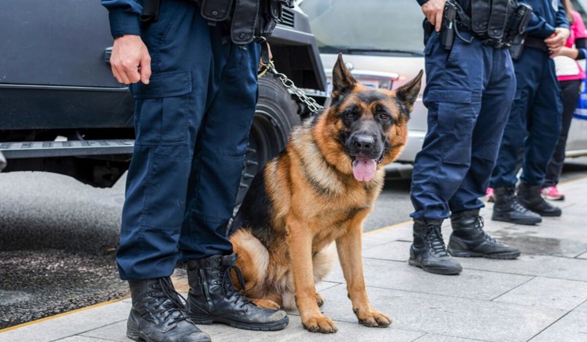 Fakta Menarik Anjing Pelacak