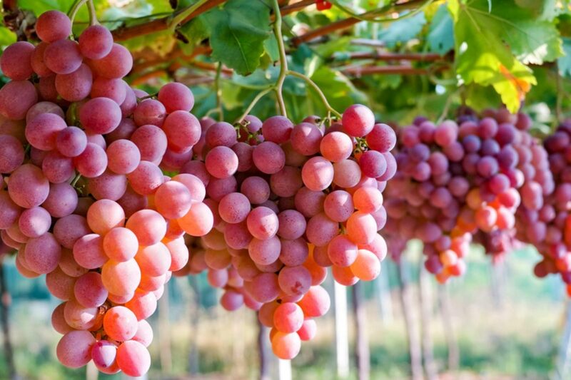 8 Buah Tinggi Kalori yang Sehat untuk Menambah Berat Badan 12 62f9fd394d072
