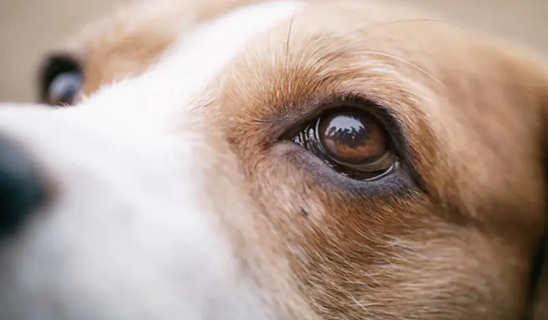 Mengungkap Makna Beragam Ekspresi Wajah Anjing 7 796681 24 11 2020 20 49 21