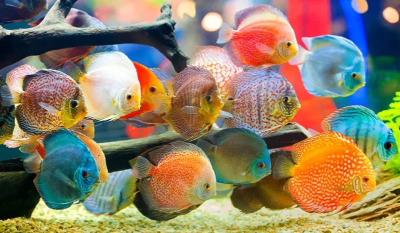 15 Ikan Hias Termahal di Dunia yang Menghiasi Rumah Anda 6 Cara Merawat Ikan Hias Air Tawar Bagi Pemula.jpg 1