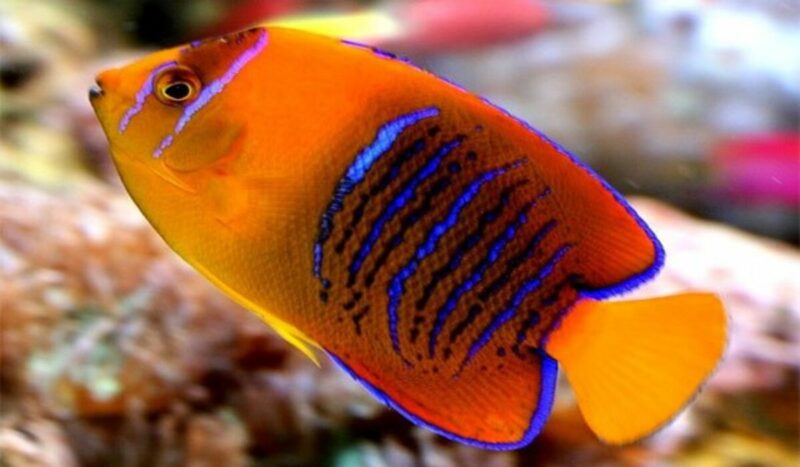 15 Ikan Hias Termahal di Dunia yang Menghiasi Rumah Anda 9 Clarion Angelfish 1