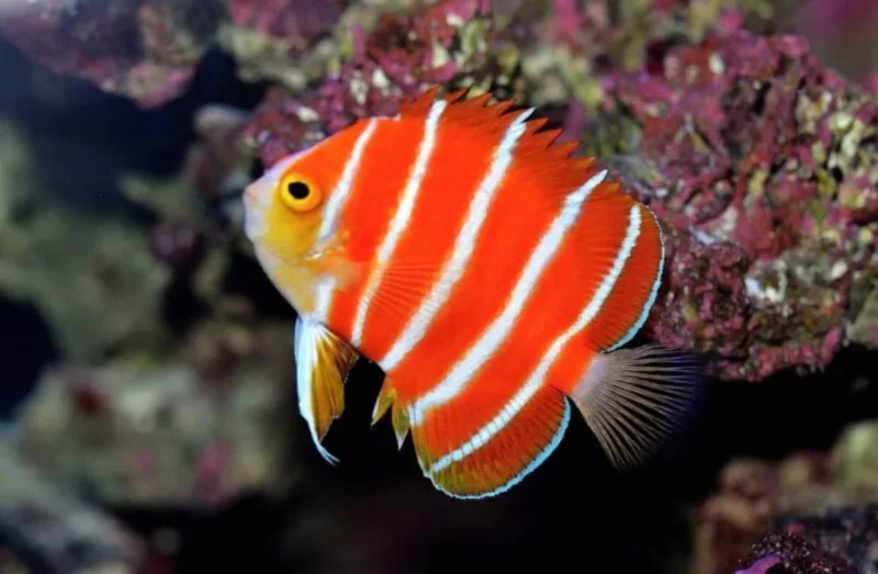 15 Ikan Hias Termahal di Dunia yang Menghiasi Rumah Anda 13 A38e0646 Peppermint Angelfish