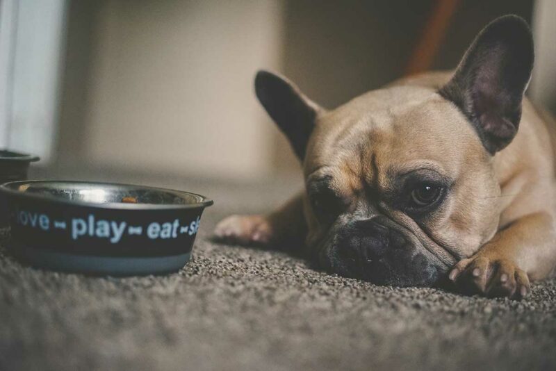Anjing Tidak Mau Makan