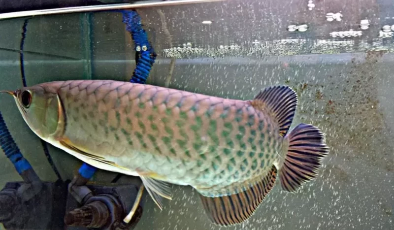 15 Ikan Hias Termahal di Dunia yang Menghiasi Rumah Anda 11 Arwana 620335375 1