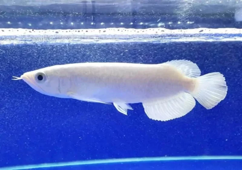 15 Ikan Hias Termahal di Dunia yang Menghiasi Rumah Anda 20 B9ceddb0 Platinum Arowana