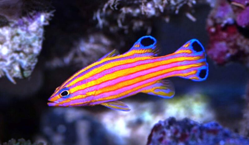 15 Ikan Hias Termahal di Dunia yang Menghiasi Rumah Anda 7 Ikan Candy Basslet 1