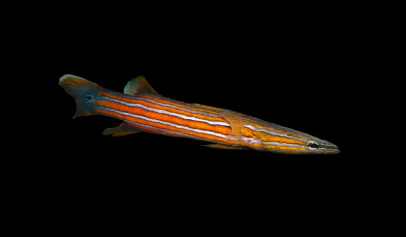 15 Ikan Hias Termahal di Dunia yang Menghiasi Rumah Anda 12 Image C722a4c7 6737 4787 9018 F1ba9e80edd8 1024x1024 1