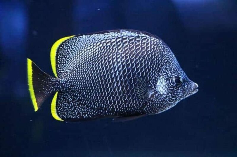15 Ikan Hias Termahal di Dunia yang Menghiasi Rumah Anda 10 Img1