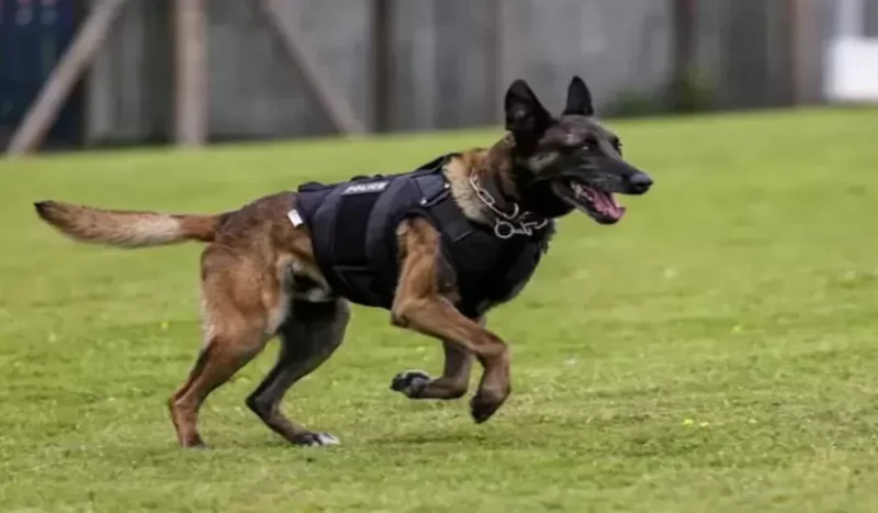 Ketahui 5 Fakta Menarik Tentang Anjing Pelacak 6 Jenis Anjing Pelacak Yang Dipakai Polisi Untuk Bongkar Kejahatan Yoo 1