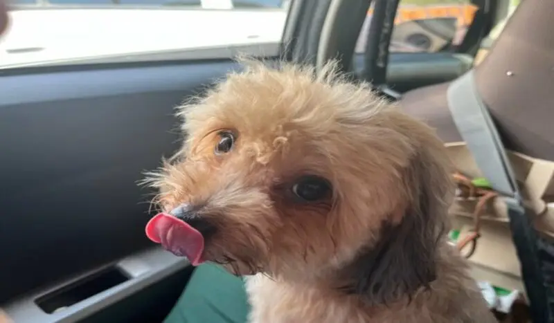 Mengungkap Makna Beragam Ekspresi Wajah Anjing 9 Main Qimg C88853e2f572f0e3ee465d09b3c0b616 Lq 1