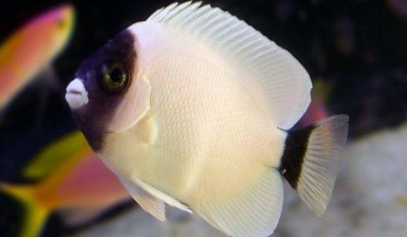 15 Ikan Hias Termahal di Dunia yang Menghiasi Rumah Anda 16 Masked Angelfish 1