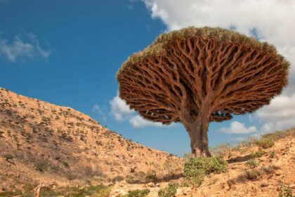 Pulau Socotra Dan Pohon Darah Naga sebagai Tempat Persembunyian Dajjal