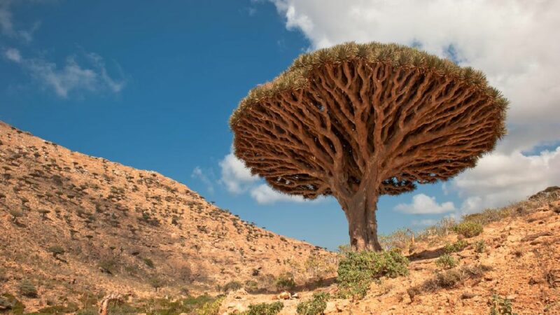 Misteri Pulau Socotra: Tempat Sembunyi Dajjal Sebelum Kiamat 6 Pulau Socotra Dan Pohon Darah Naga 1 169