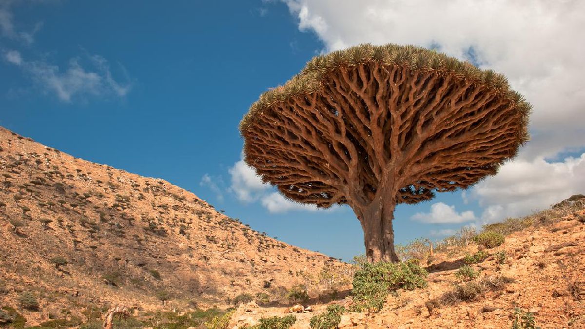 Pulau Socotra Dan Pohon Darah Naga sebagai Tempat Persembunyian Dajjal