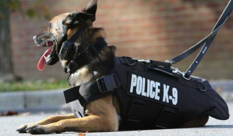 Ketahui 5 Fakta Menarik Tentang Anjing Pelacak 7 Terkiniid Kenapa Anjing Pelacak Disebut K 9 Scaled 696x385 1